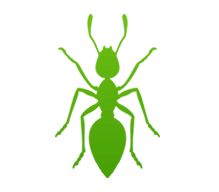 insecte